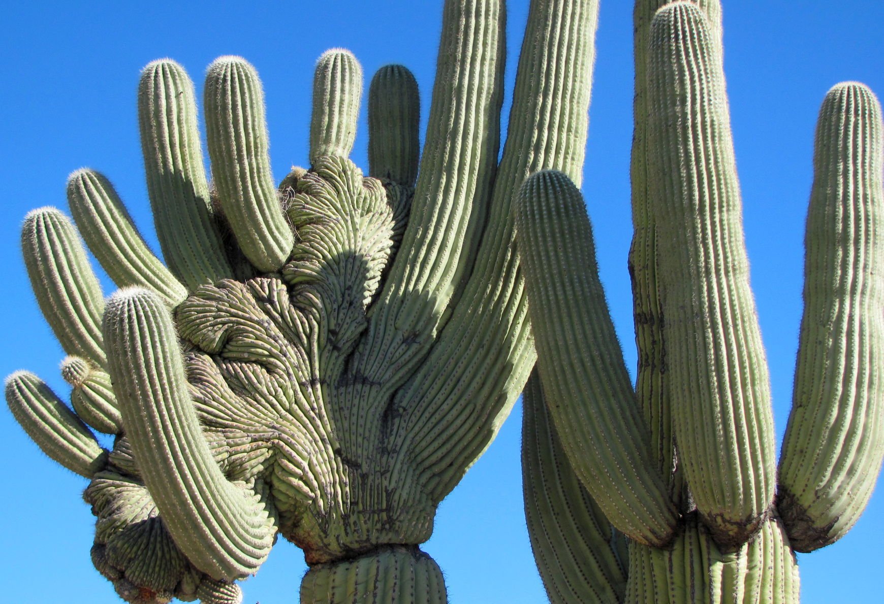 Crested saguaro closeup